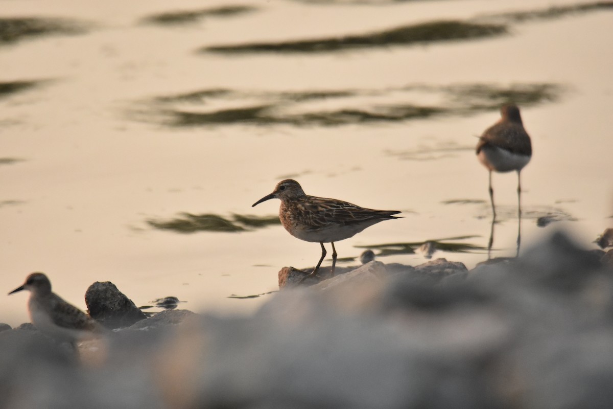 Pectoral Sandpiper - ML363860721