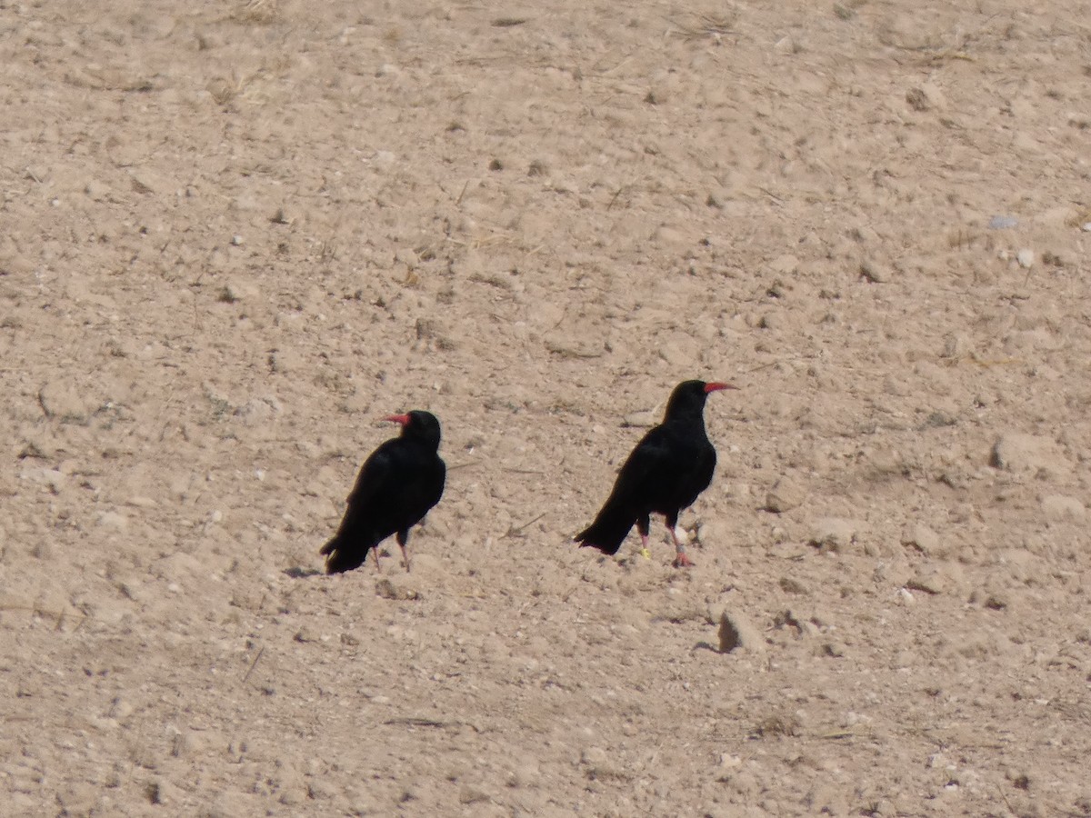 Red-billed Chough - ML363861621