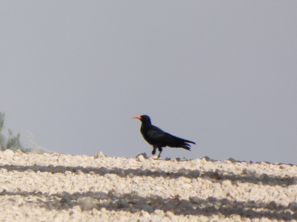 Red-billed Chough - ML363861641