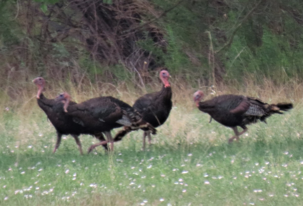 Wild Turkey - ML363862451