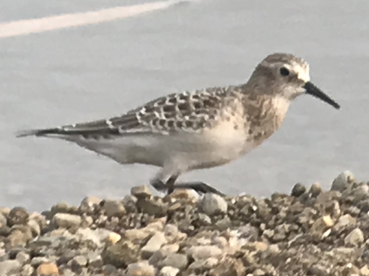 Baird's Sandpiper - ML363863871