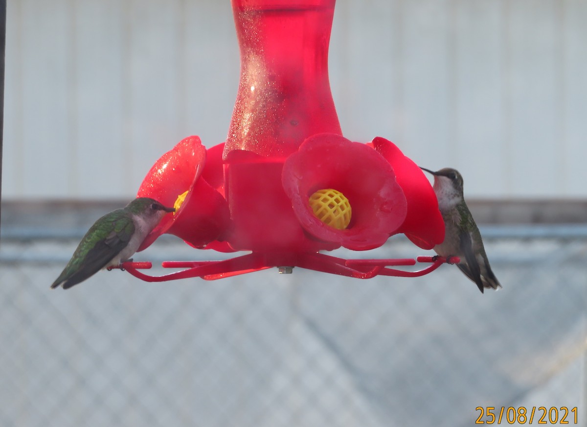 Ruby-throated Hummingbird - ML363864921
