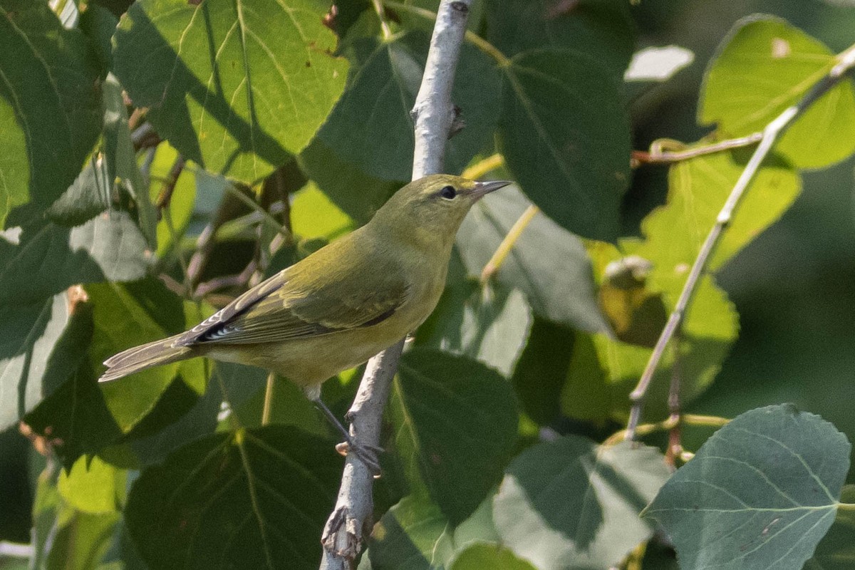 Tennessee Warbler - ML363866741