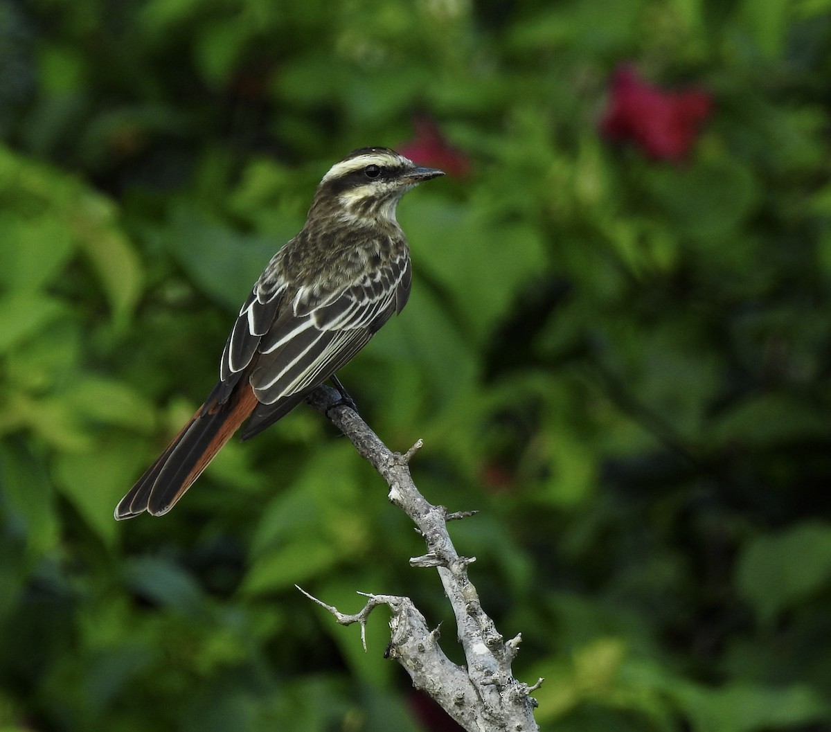 Variegated Flycatcher - Lorrie Lowrie