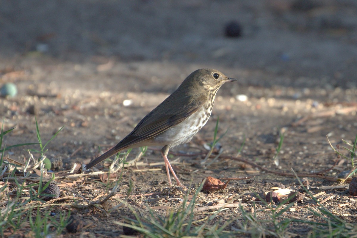 Hermit Thrush - ML36386771