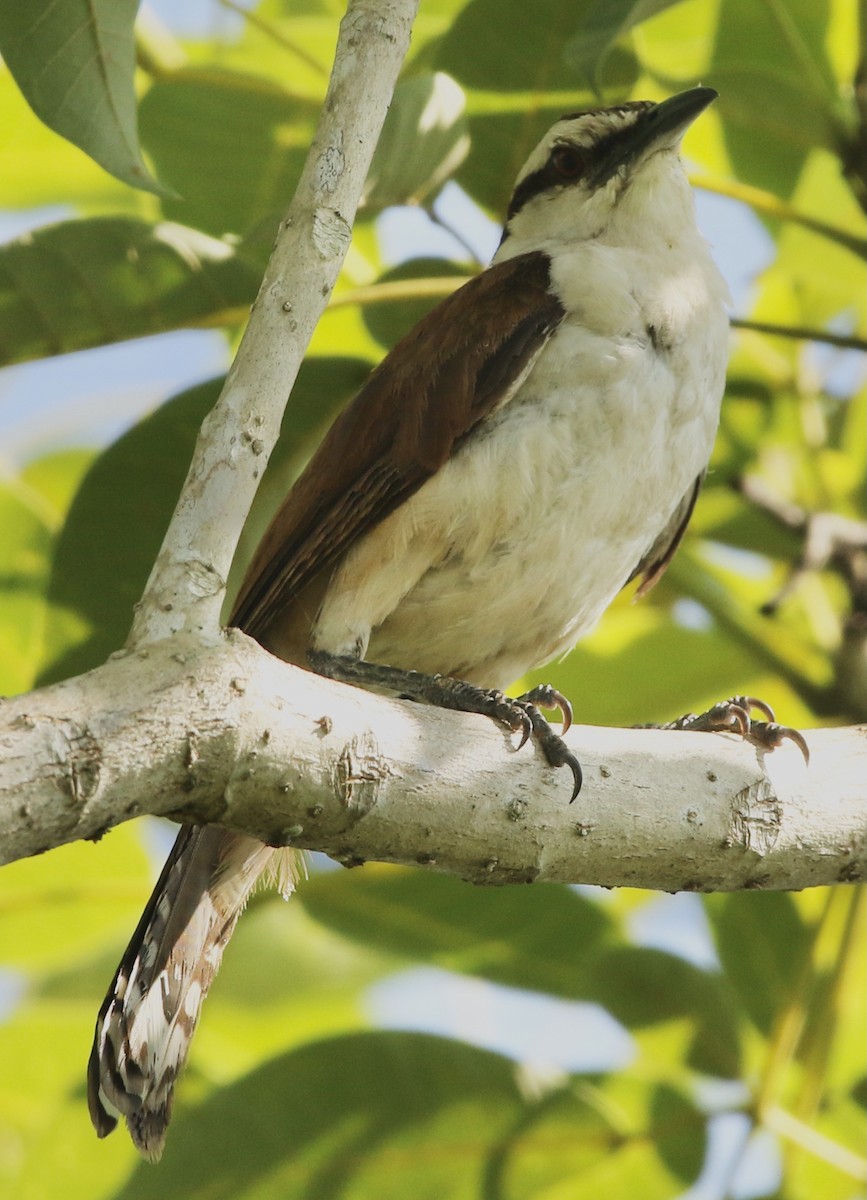 Giant Wren - ML363867871