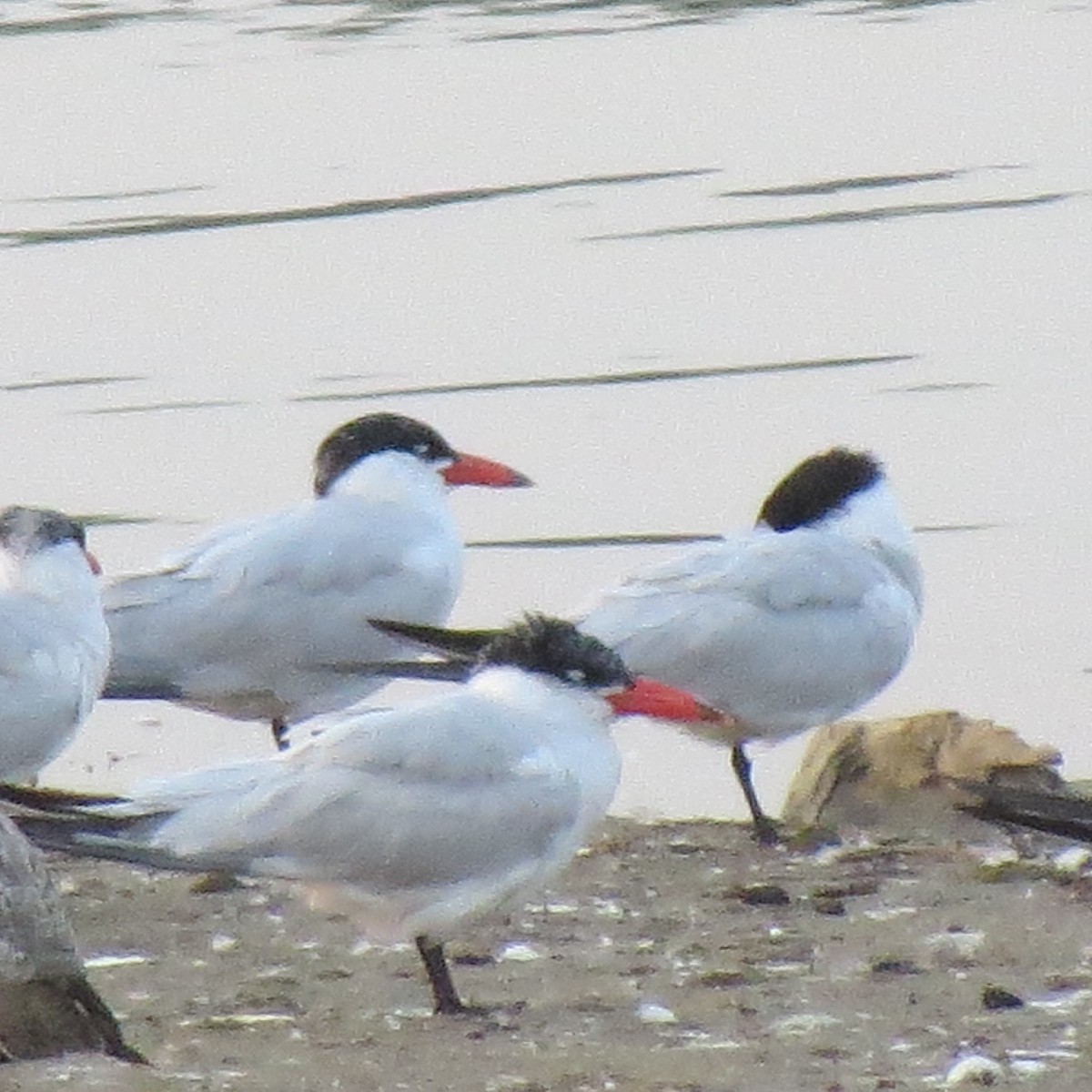 Caspian Tern - ML363869061