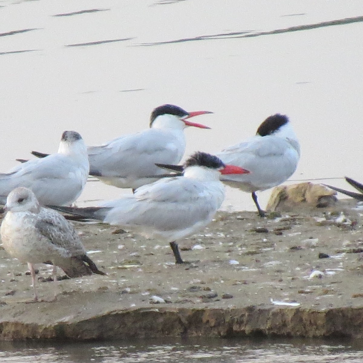 Caspian Tern - ML363869081