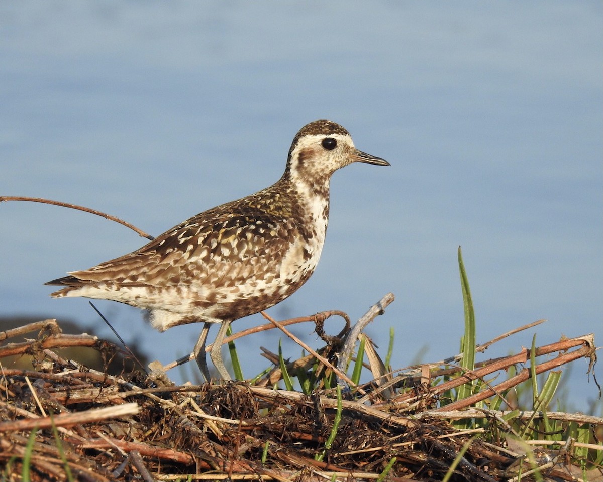 Pacific Golden-Plover - Susana Noguera Hernández