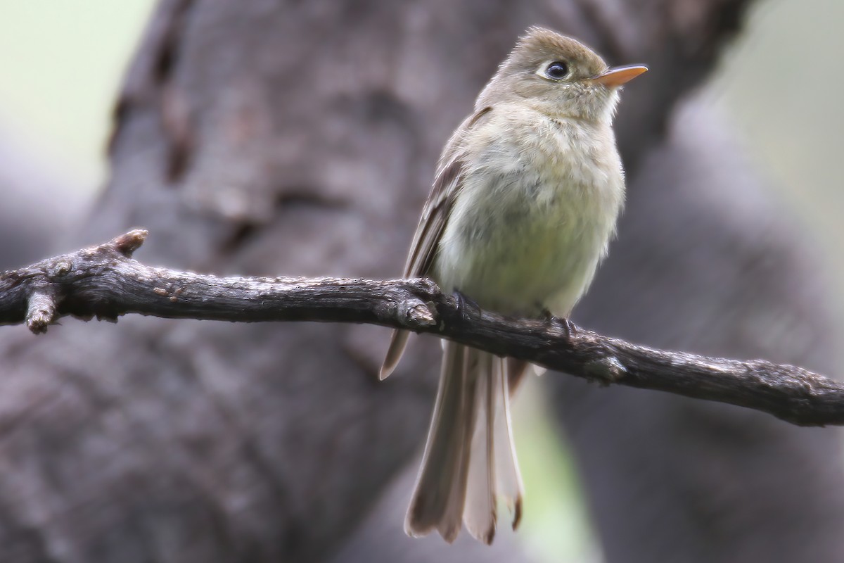 Western Flycatcher (Cordilleran) - ML363870451