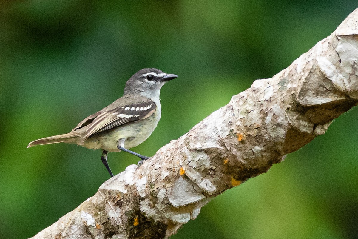 White-lored Tyrannulet - Ralph Hatt