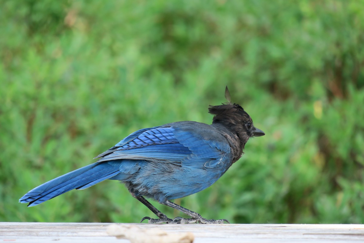 Steller's Jay - ML363870981