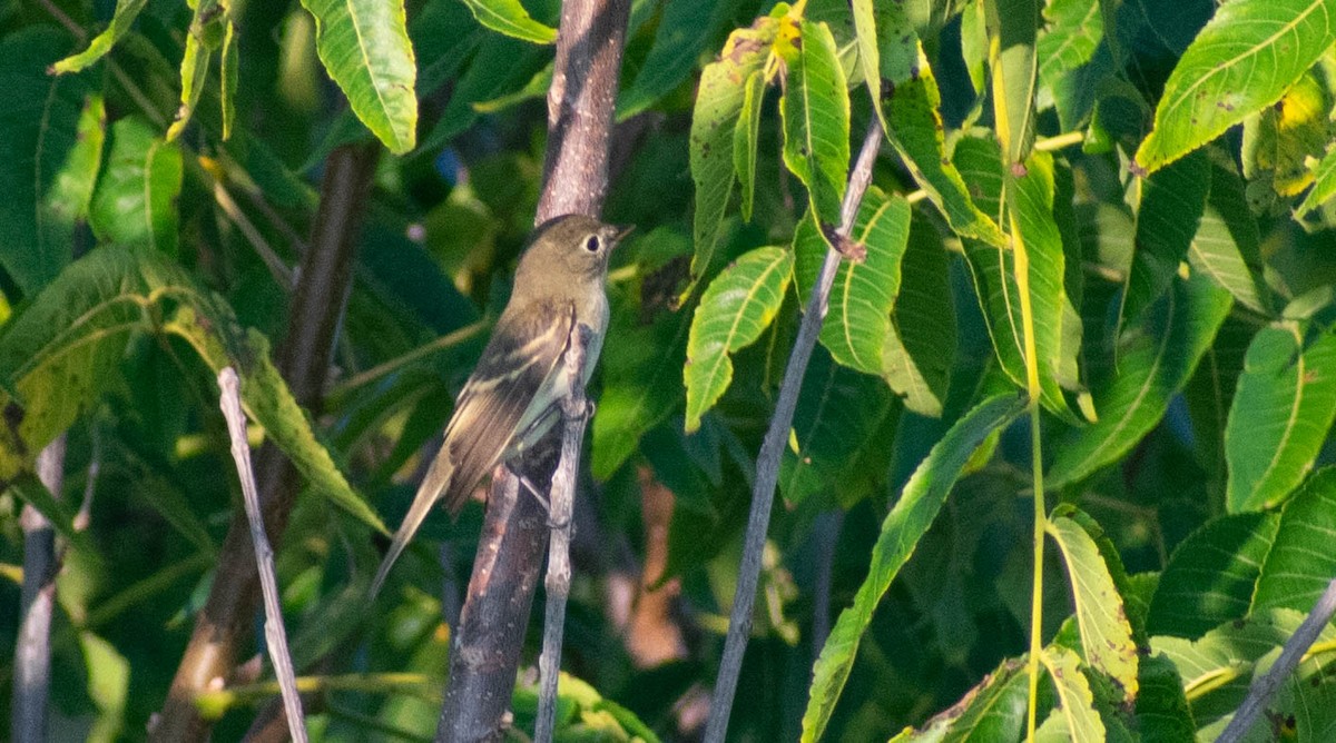 Mosquero Mínimo - ML363871431