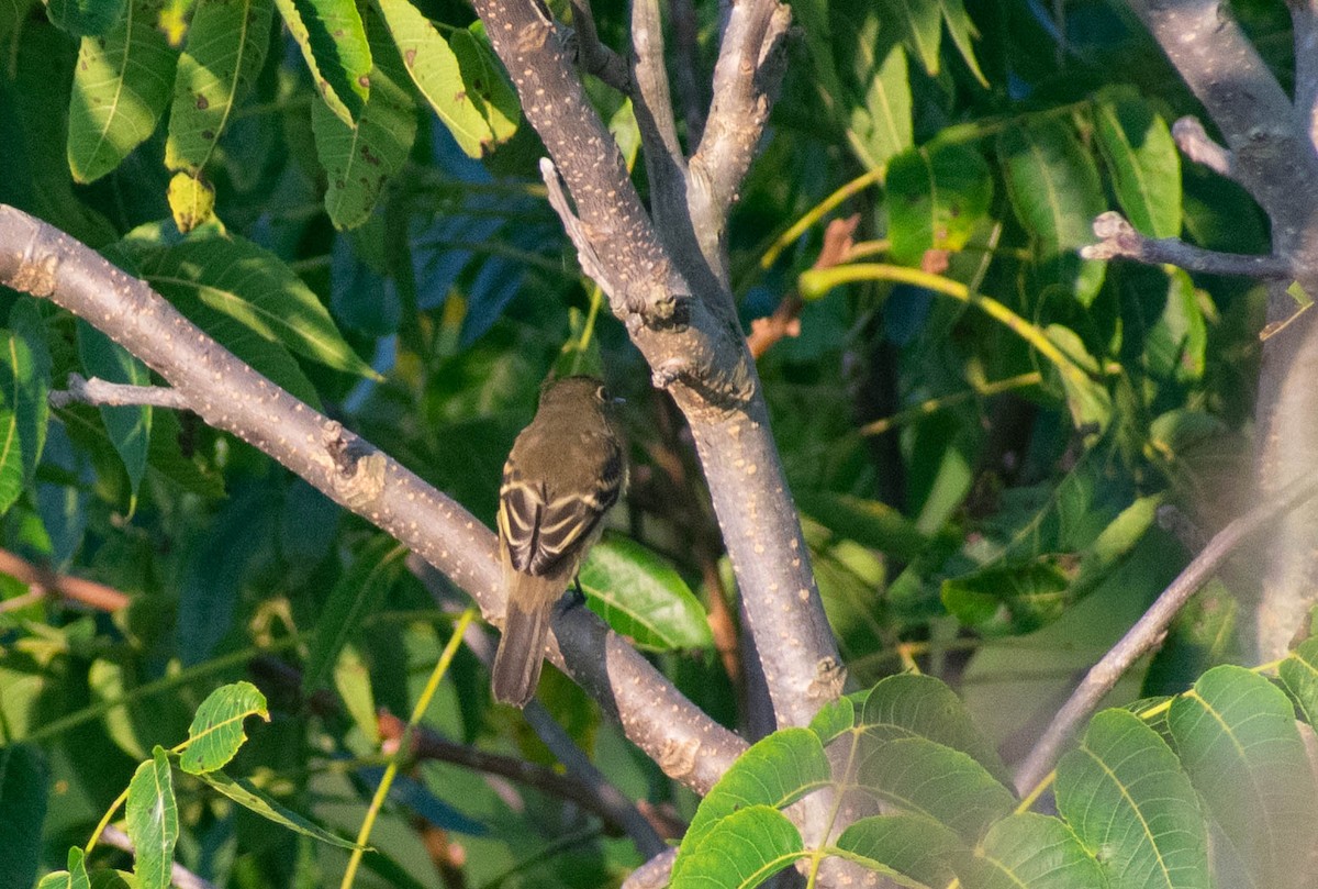 Empidonax sp. - Jerald Reb