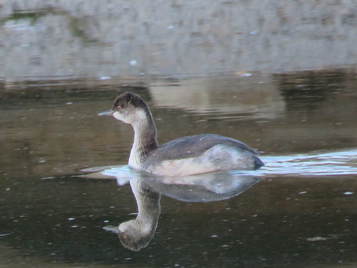 Eared Grebe - Dave Hawksworth