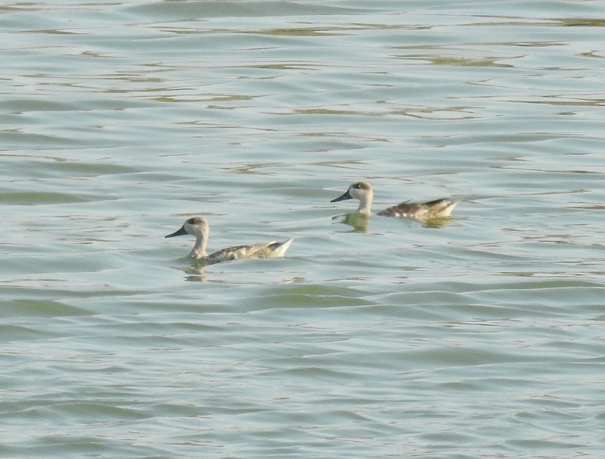 Marbled Duck - ML363874121