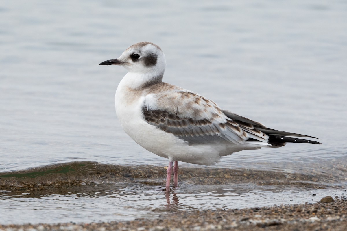 Bonaparte's Gull - Brian McGee