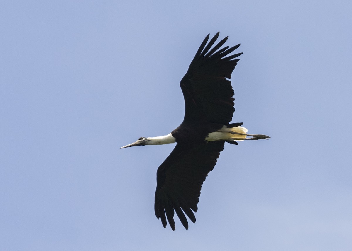 Asian Woolly-necked Stork - ML363876101