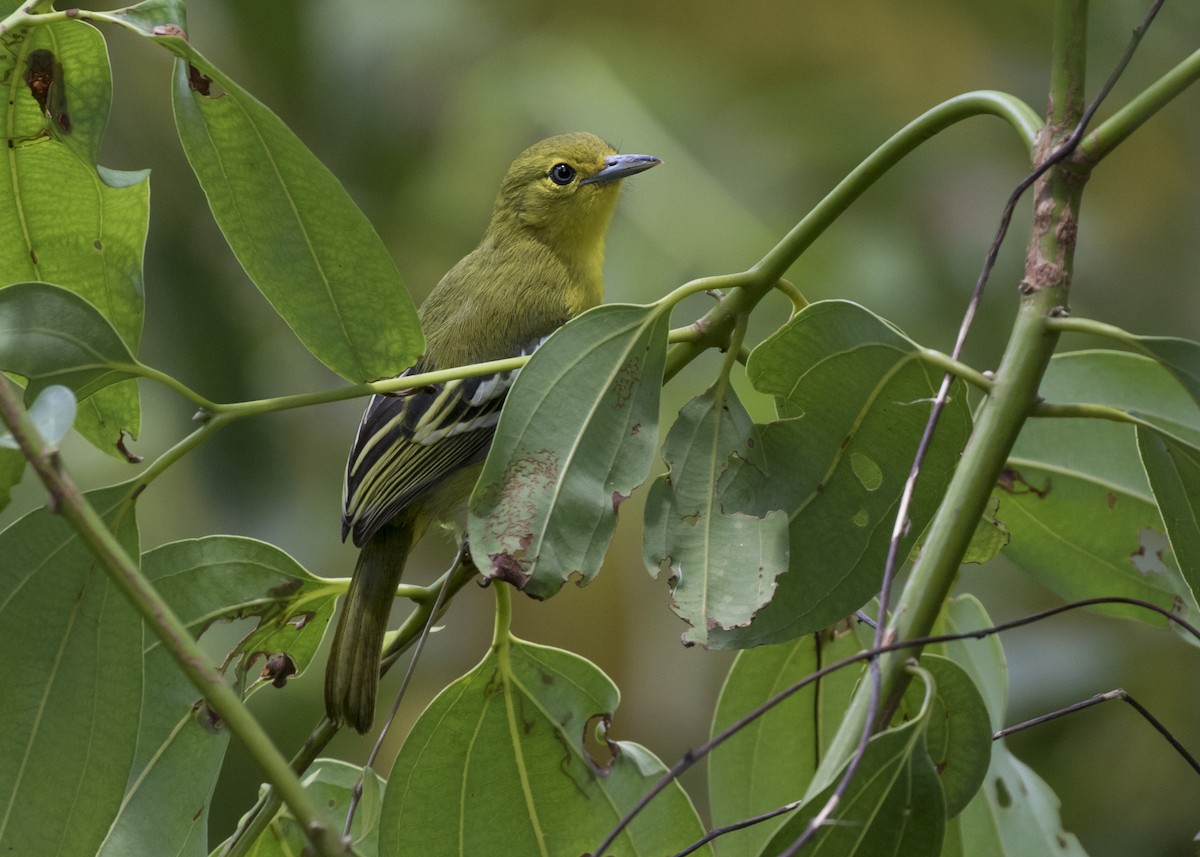 Common Iora - ML363876201