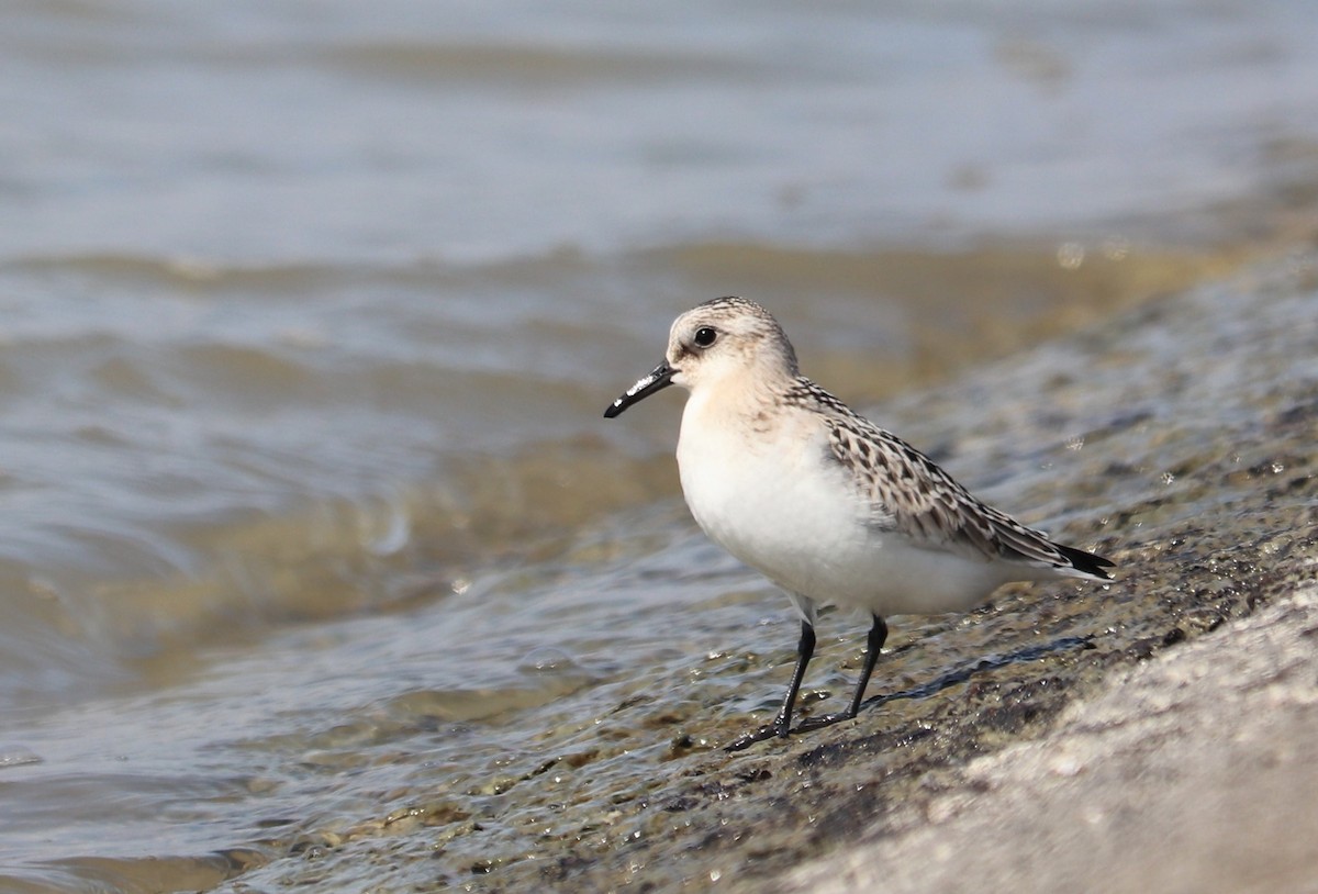 Bécasseau sanderling - ML363876471