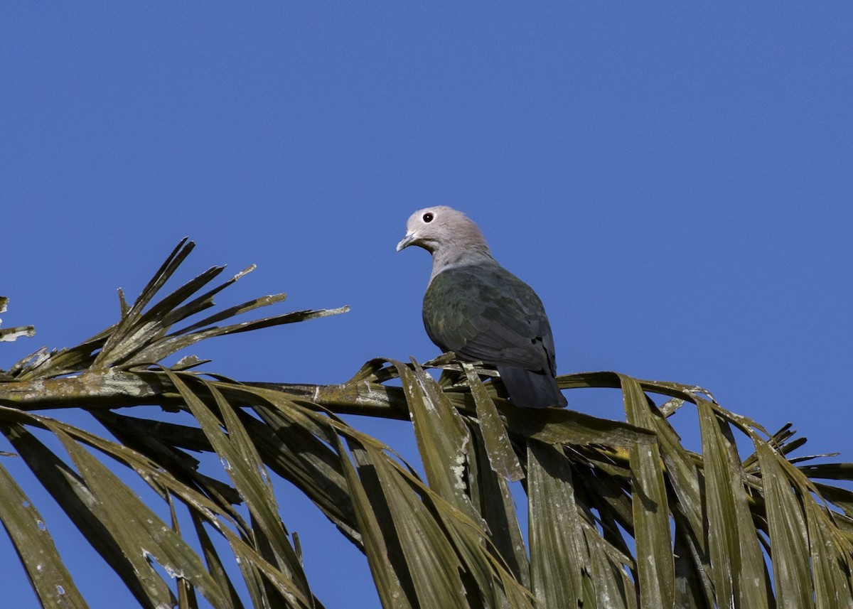 Green Imperial-Pigeon - ML363876581