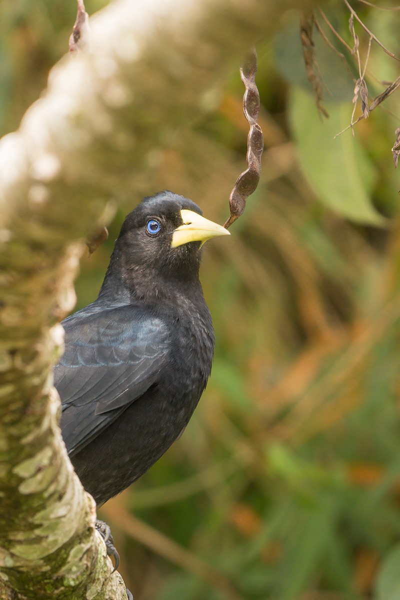 Red-rumped Cacique - Jorge Claudio Schlemmer