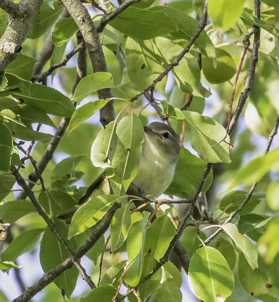 Warbling Vireo - ML363878311