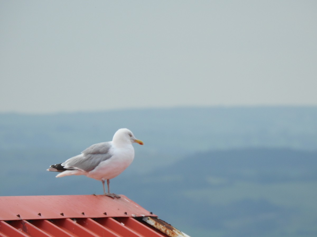 Herring Gull - ML363881791