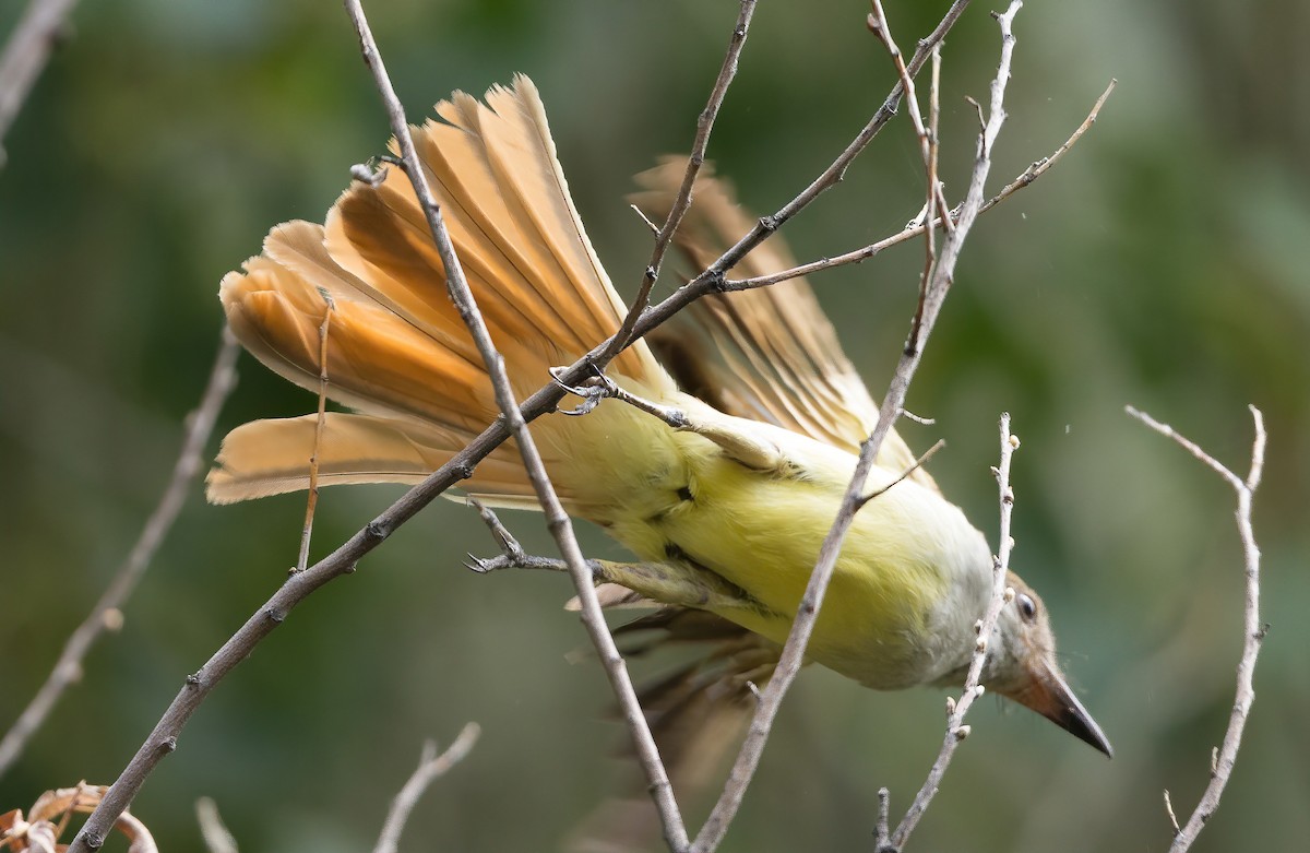 Brown-crested Flycatcher - Mark Rauzon