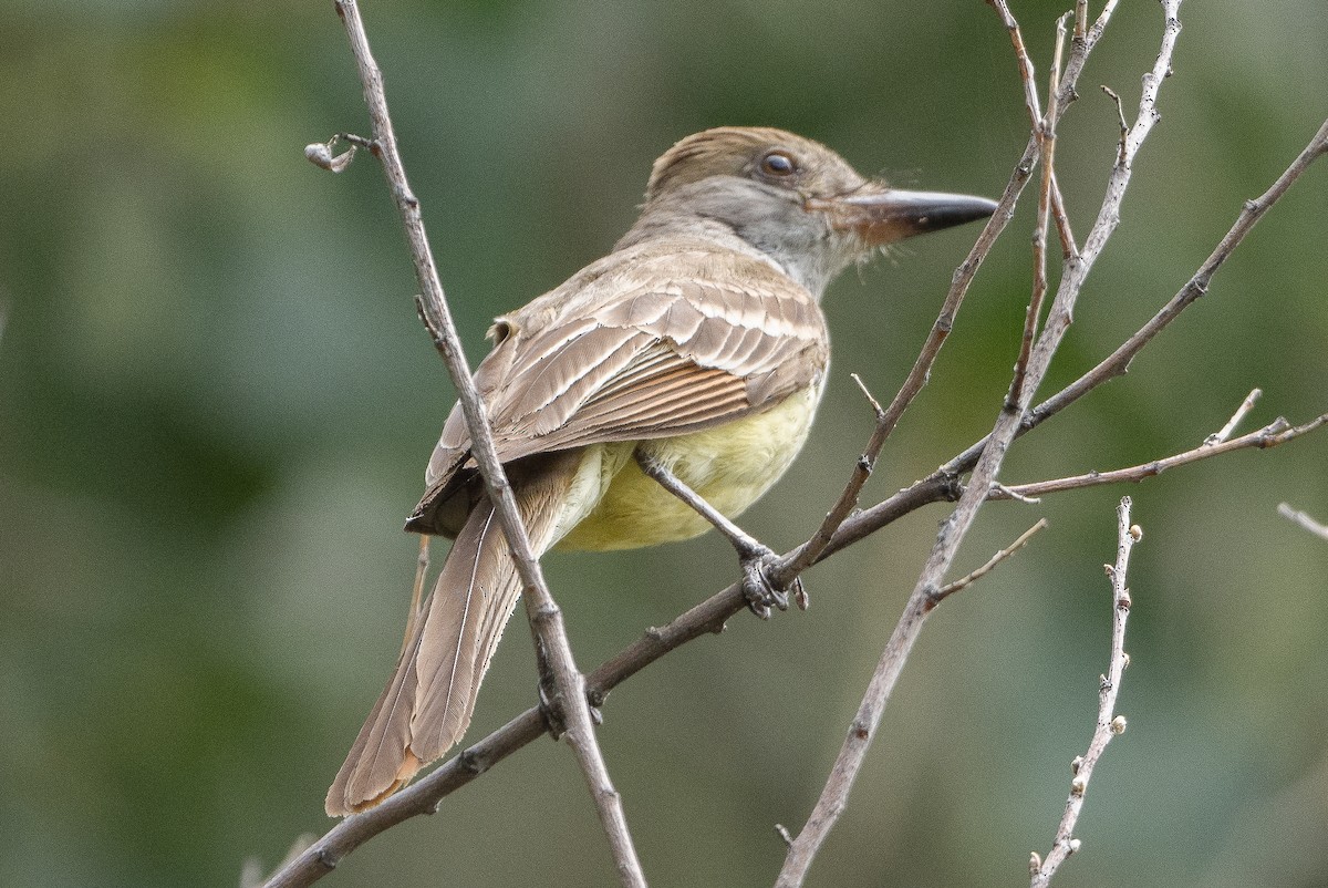 Brown-crested Flycatcher - Mark Rauzon