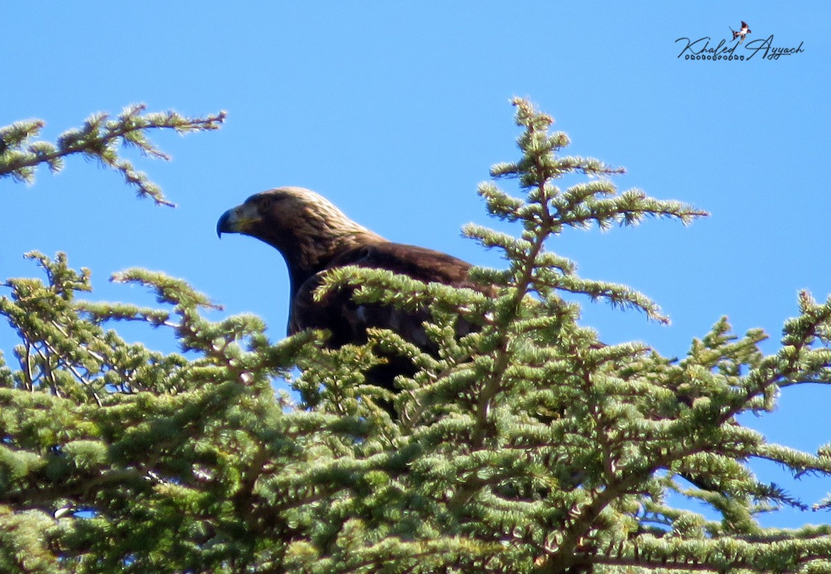 Golden Eagle - ML363884681