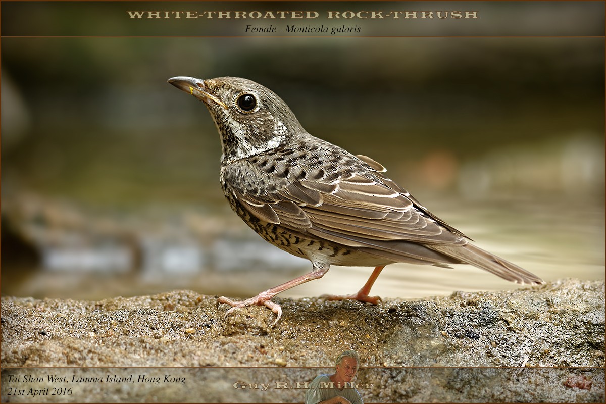 White-throated Rock-Thrush - ML36388591