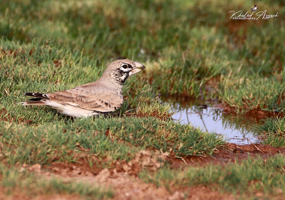 Thick-billed Lark - ML363887711