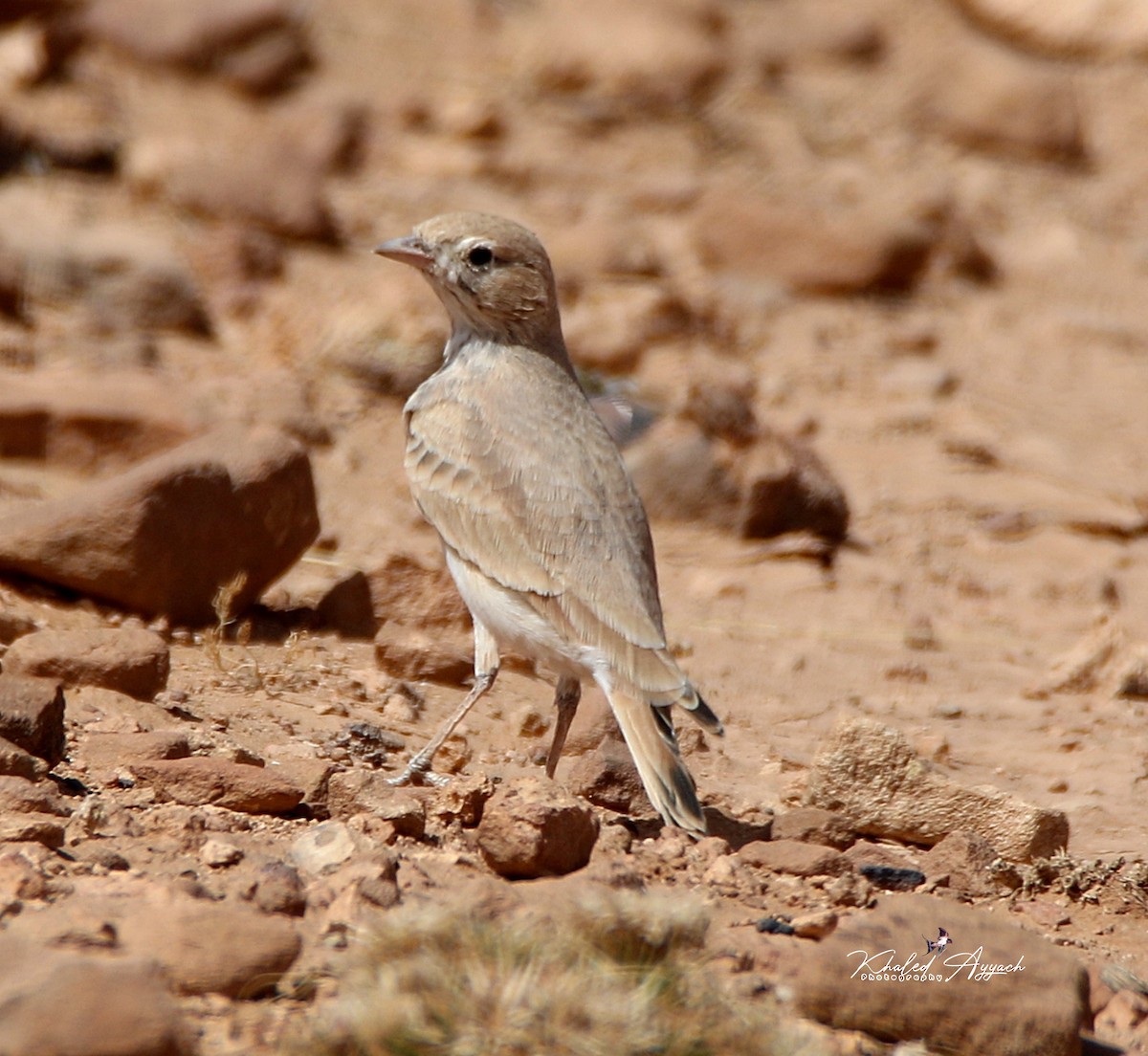 Bar-tailed Lark - ML363889021