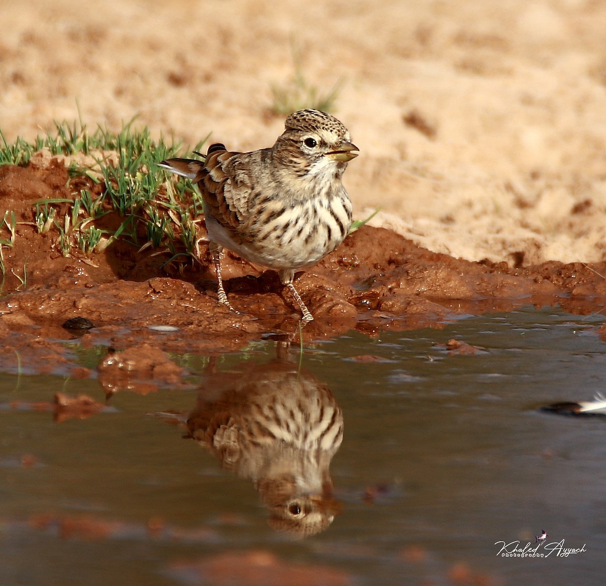 Mediterranean Short-toed Lark - ML363889041