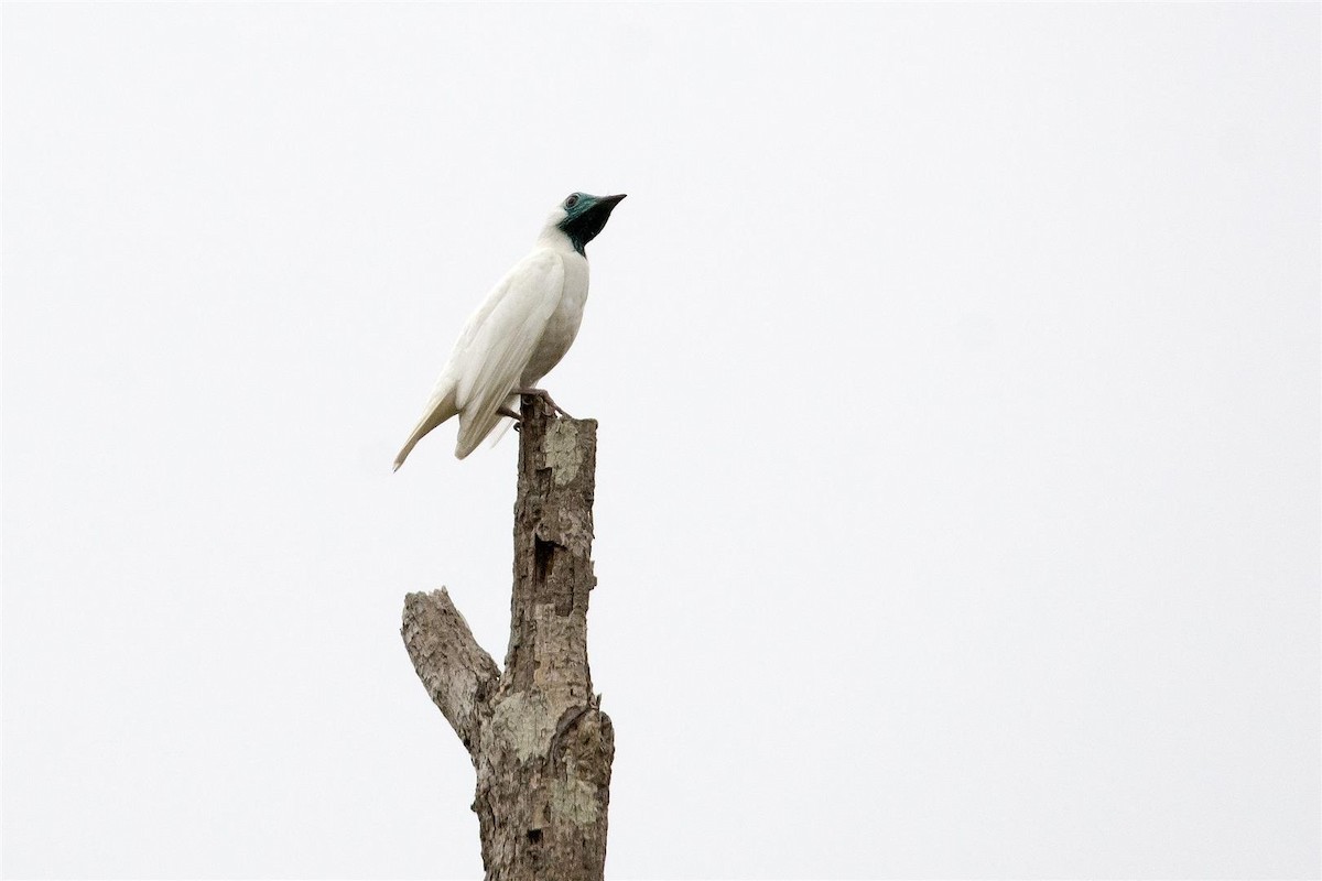 Bare-throated Bellbird - Marco Silva