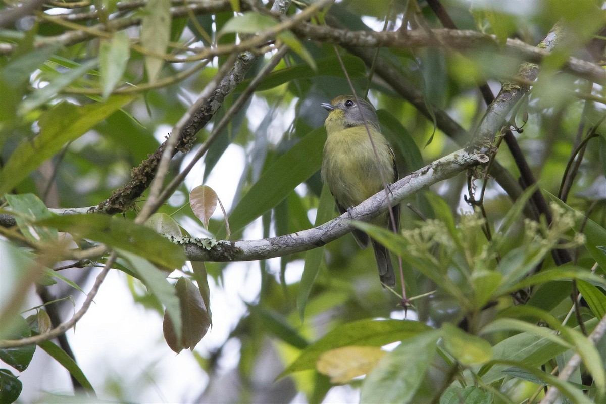 Wing-barred Piprites - Marco Silva