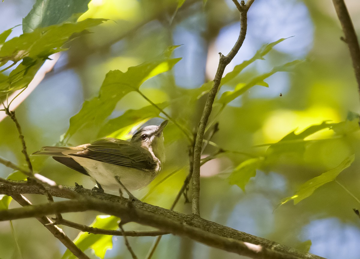 Red-eyed Vireo - ML363890841