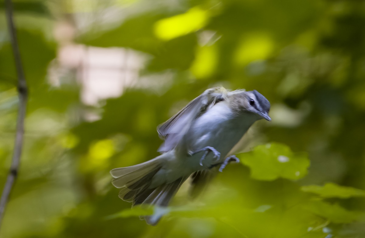 Red-eyed Vireo - ML363890871