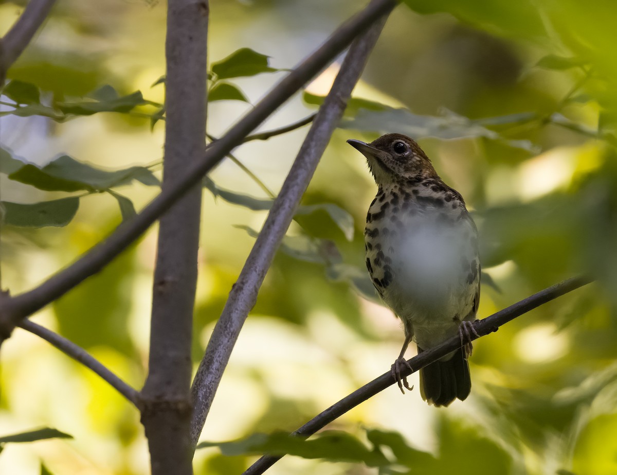 Wood Thrush - ML363891251