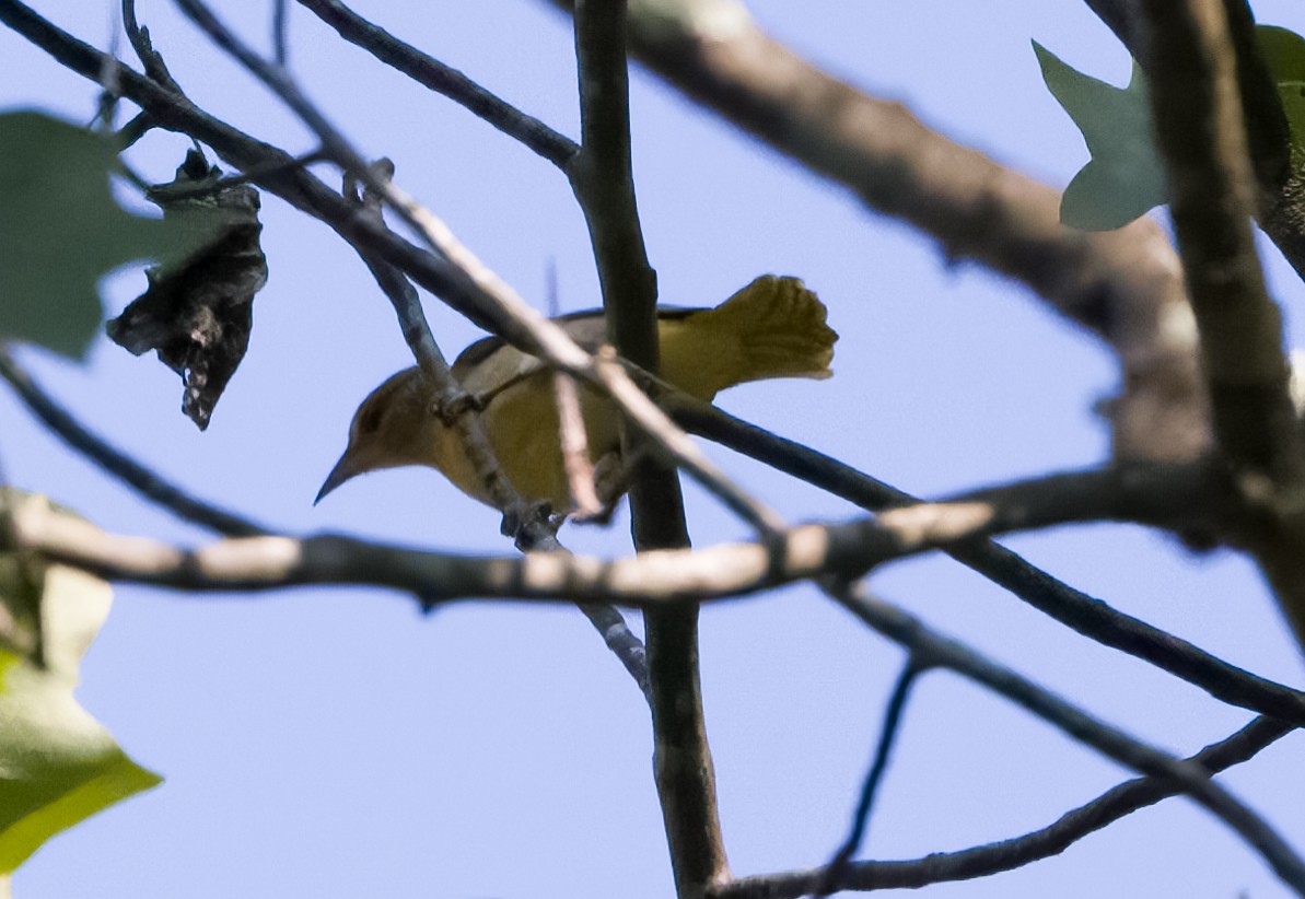 Baltimore Oriole - ML363891261