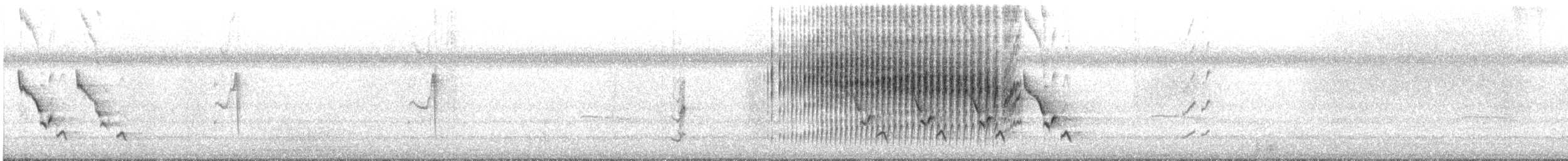 チャバラマユミソサザイ - ML363891551