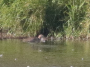 Black-tailed Godwit - ML363892381