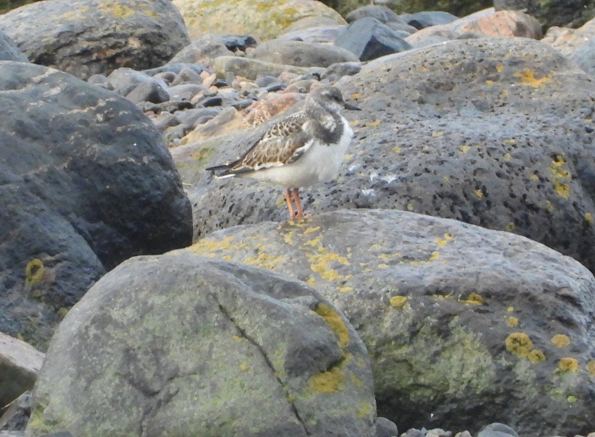 Ruddy Turnstone - ML363892861