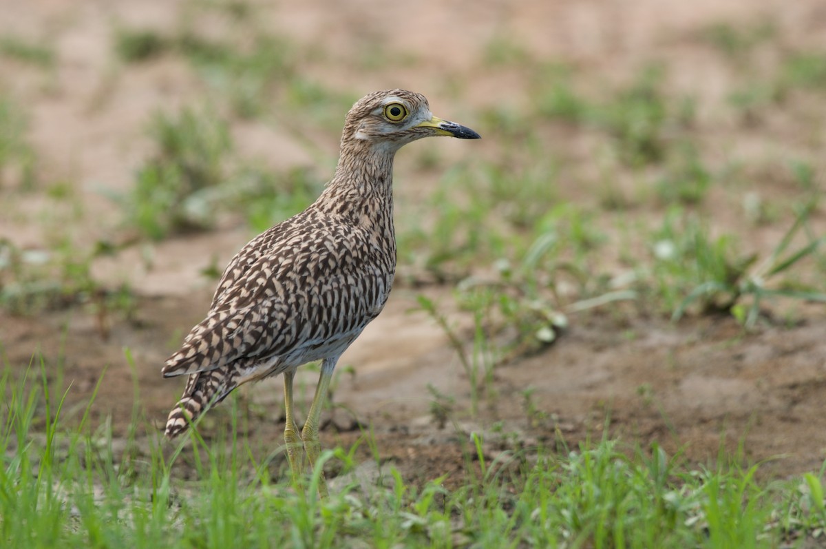 Spotted Thick-knee - ML363894311