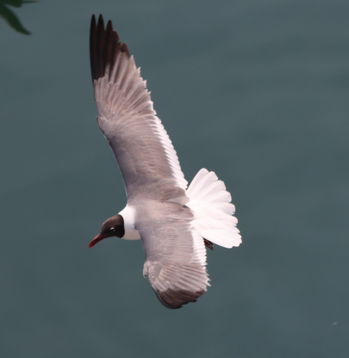 Laughing Gull - ML363896461