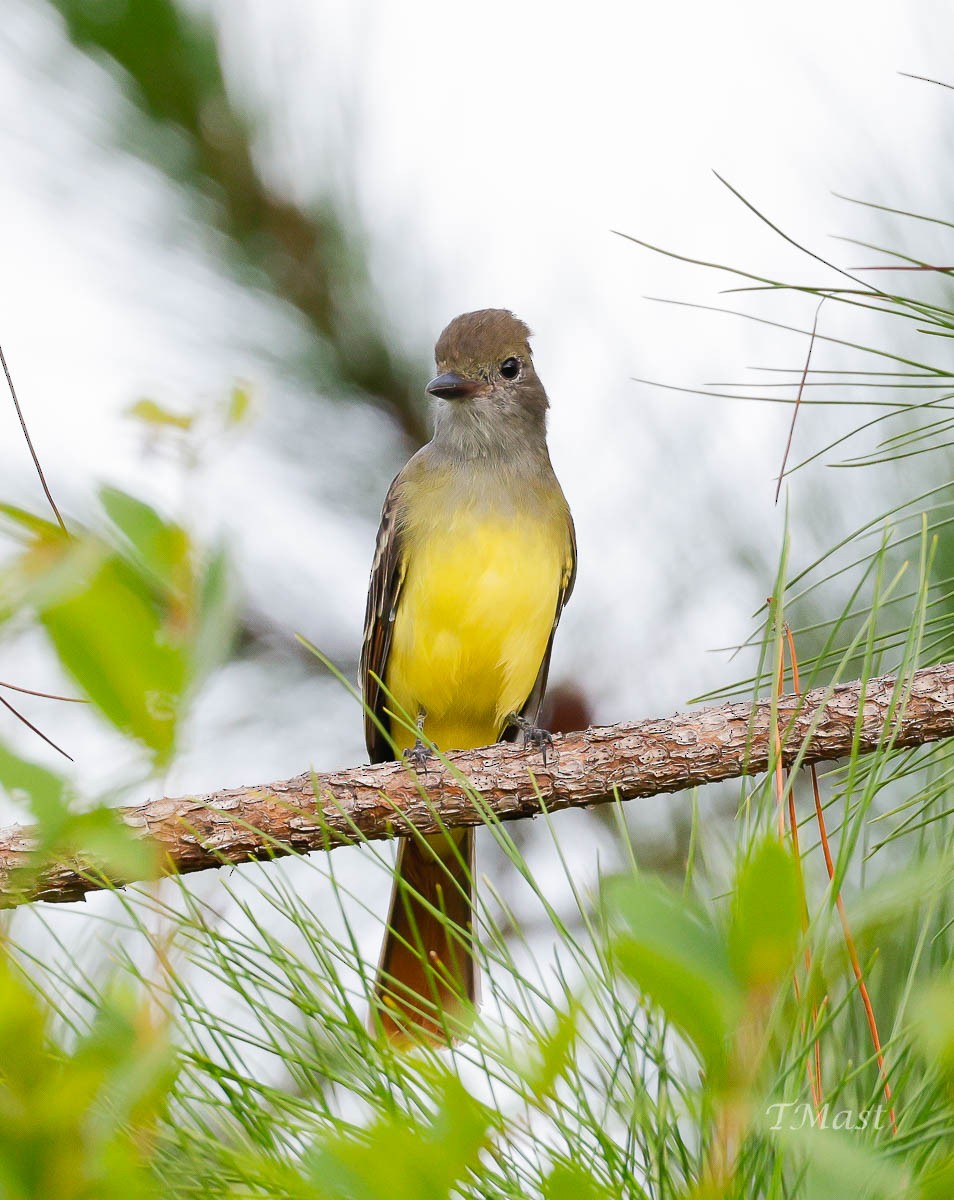 Great Crested Flycatcher - ML363897191