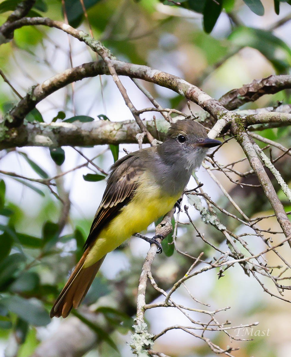 Great Crested Flycatcher - ML363897201