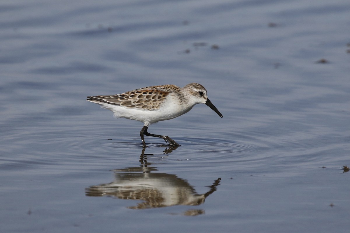 Western Sandpiper - ML363897961