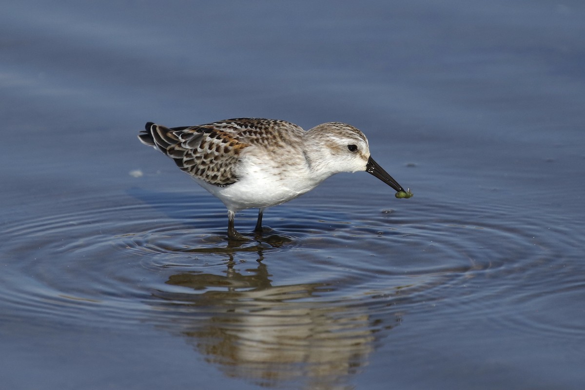 Western Sandpiper - ML363898041